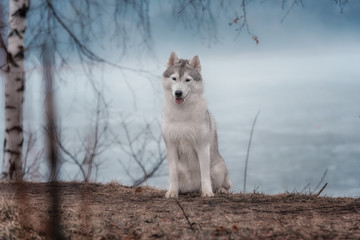 Fototapeta premium Portrait of a close-up dog Siberian Husky