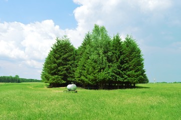 Island of fir tree in triangle.