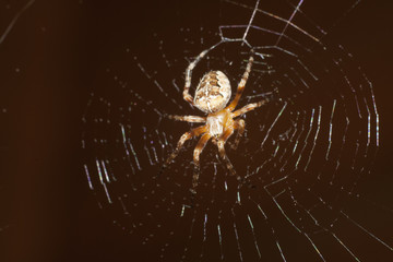 spider on web