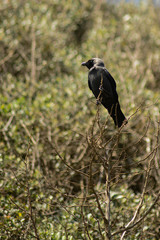 taccola (Corvus monedula) su cespuglio