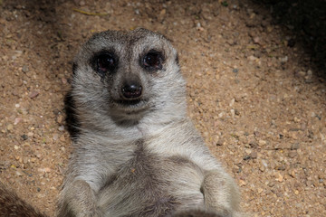 Fototapeta premium Meerkat or Suricate (Suricata suricatta)