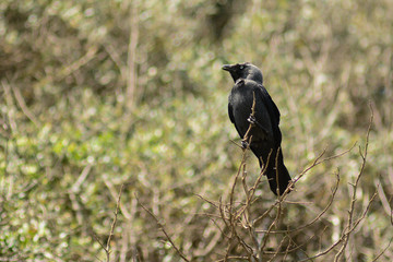 taccola (Corvus monedula) su cespuglio