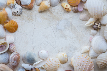 Sea Shell background with space for text