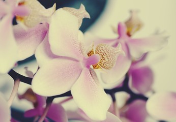 Nostalgische Orchidee in Rosé