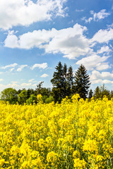 Gelbes Rapsfeld im Frühling