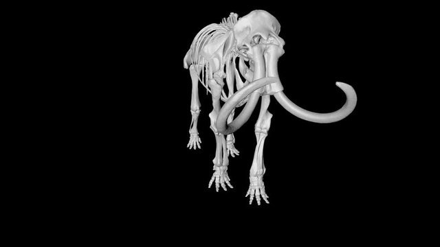 Animation of skeleton mammoth elephant gyrating 360 degree on black background