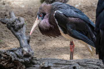 Fototapeta premium Abdim's Stork at the Bioparc in Fuengirola