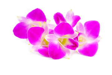 Orchid flower head bouquet isolated on white background