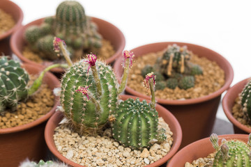 Lobivia Cactus with flower after pollination