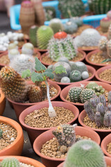Various Cactus in clay pot