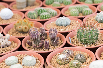 Various Cactus in clay pot
