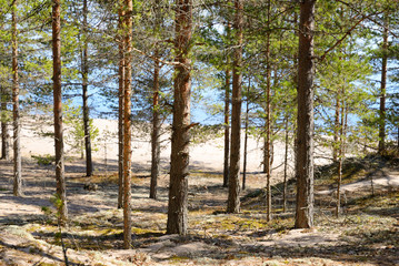 Pine tree forest.