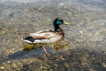 Male Duck Swimming