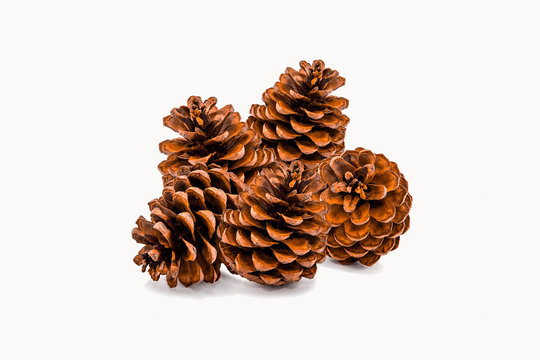 Group of 5 pine cones on white background