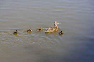 With little ducks swimming duck