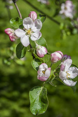 Blossom Apple Tree