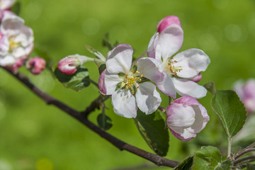 Fototapeta na wymiar Blooming Apple Tree In The Springtime