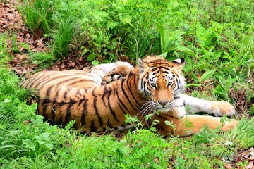 The Amur tiger lying in the grass