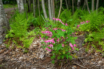Obraz premium Bleeding Heart in a woodland garden