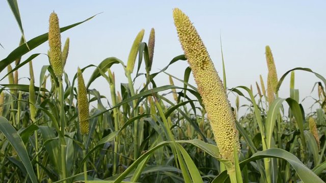 Closeup of Pearl millet in the field 