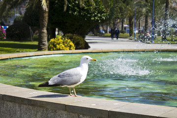 seagull resting on the water source