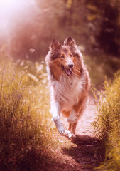 Hund (Collie) rennt auf einem Waldweg