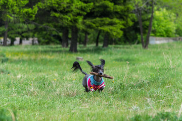 Fototapeta premium Chinese crested dog is running on green grass carrying a stick