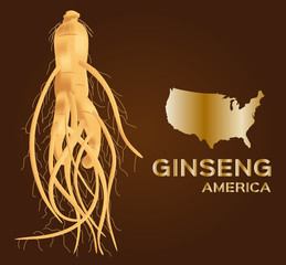 ginseng vector , ginseng of America , ancient traditional medicine