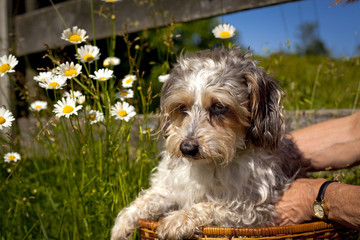 Sad looking little mutt being placed in basket outdoors with daisies and blue sky