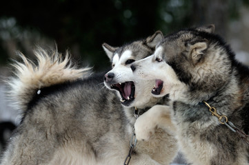 Alaskan malamute playing