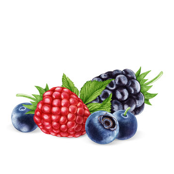 Hand-drawn illustration of  Blackberry, Raspberry and Blueberries. Digitally colored.