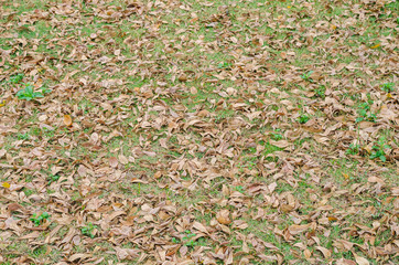 Pattern of dry leaf drop on green grass.