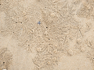 many little crab hole and bird foot print on the beach