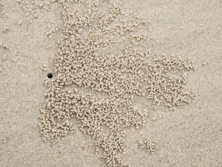 little crab hole on the beach