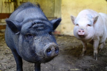 Cerdos en la granja
Porcs à la ferme
Pigs on the farm