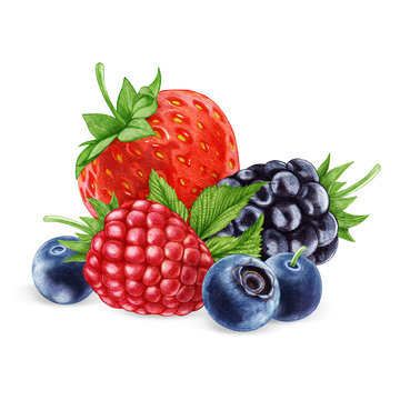Hand-drawn illustration of  Berries. Digitally colored.