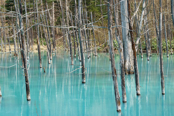 Blue Pond (Aoiike) , Biei Hokkaido Japan