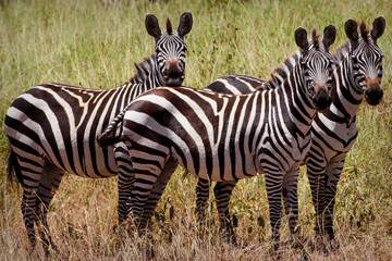 Zebras in africa national park