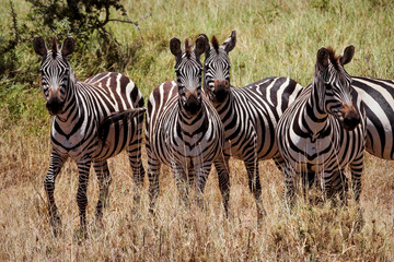 Zebras in africa national park