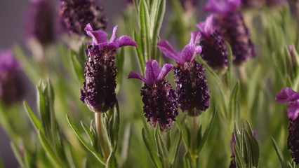 Der Duft des Lavendels