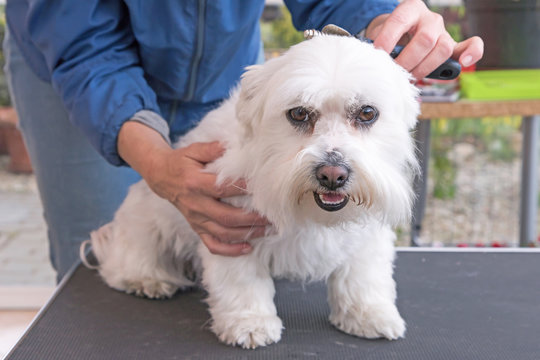 Combing the head of white Maltese dog