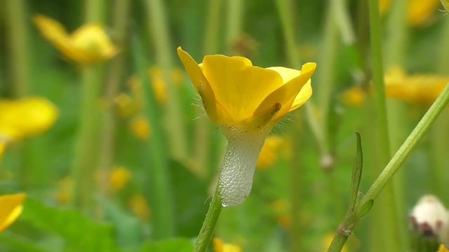 Schaumnest einer Schaumzikade an Hahnenfuss