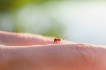 The bite of a mosquito with blood on human body