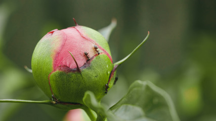ants on peonies and colors buds