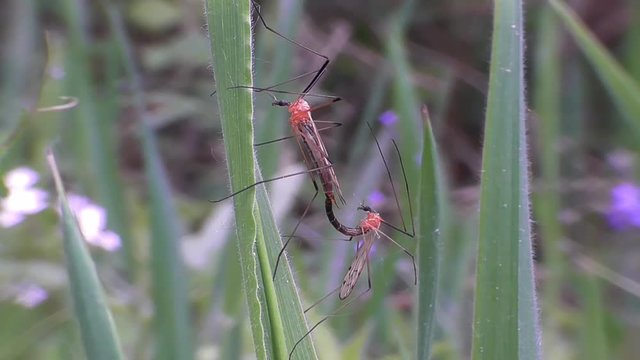 Schnake, Paarung, Tipulidae