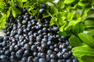 Ripe blueberries lying on a white background placer