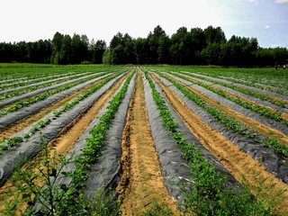 Obraz premium The young strawberry bushes in the beds beneath the black tape on the strawberry farm