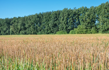 wheat stubble on the field