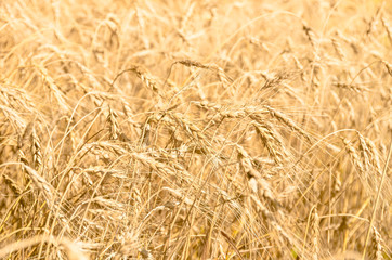 Wheat ears on the field