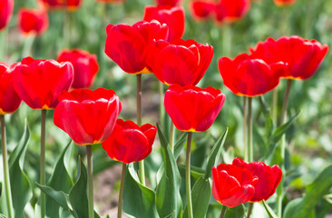 red tulip background